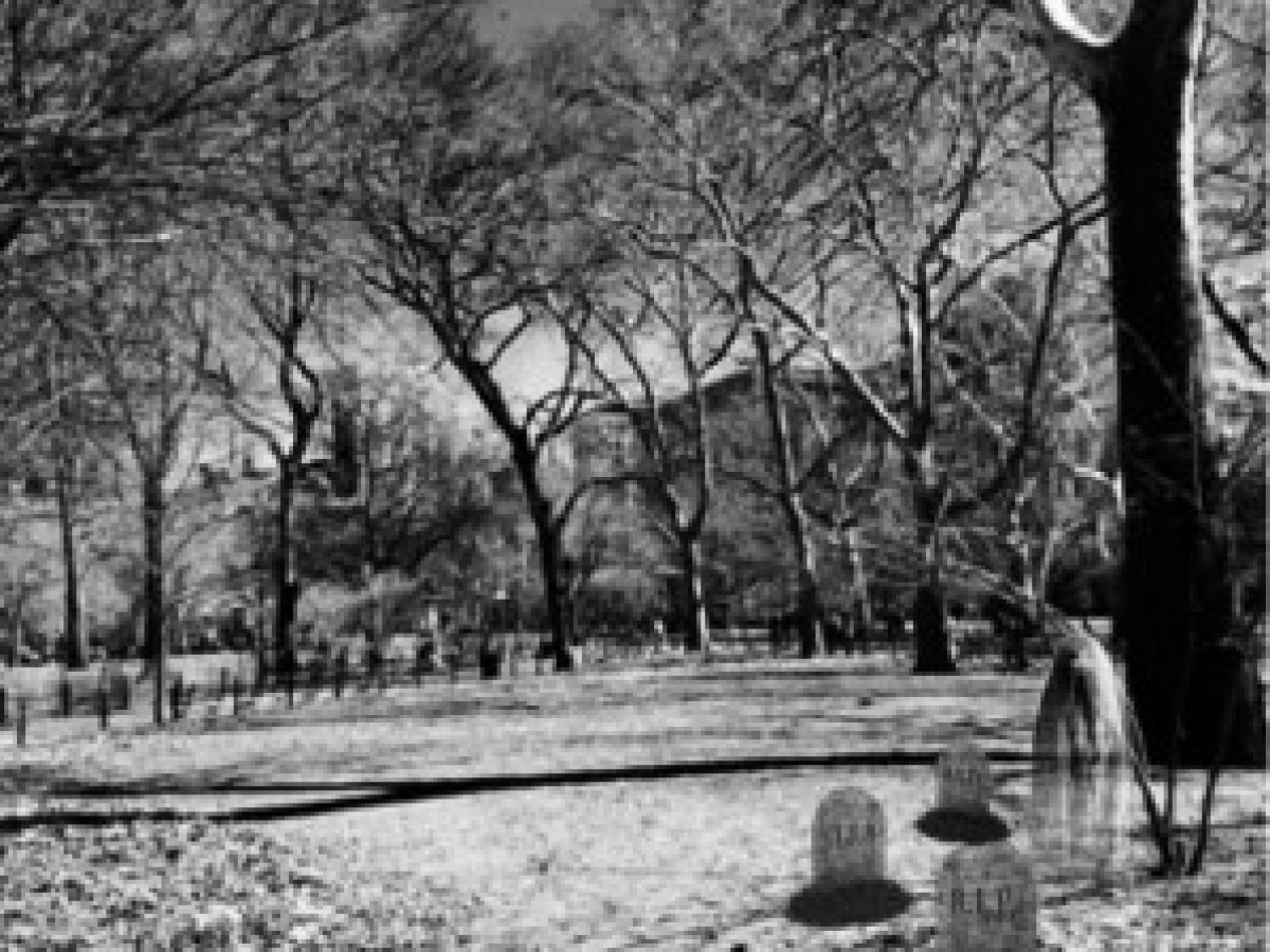 a black and white photo of a tree